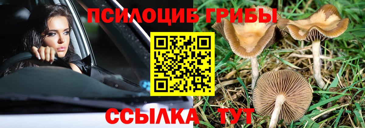 дарнет шоп  Галлюциногенные грибы GOLDEN TEACHER  Вход с VPN  Ртищево 